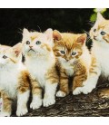 تابلو فرش دستباف بچه گربه ها کد 901766