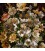 Pictorial Tabriz Carpet Ref: 901775