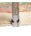 Soltan Abad Rug Ref 129199